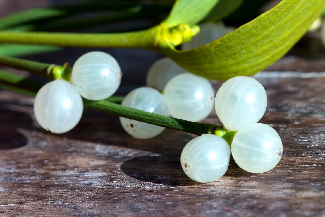 bela_omela_interakcije